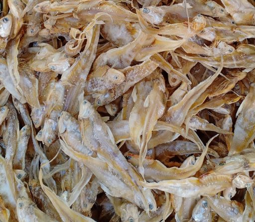 IKAN MASIN BULU AYAM